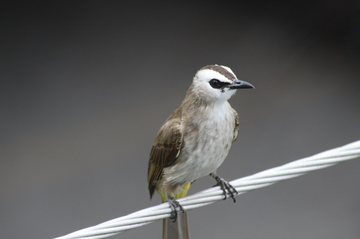 Yellow-vented Bulbul (Pycnonotus goiavier)