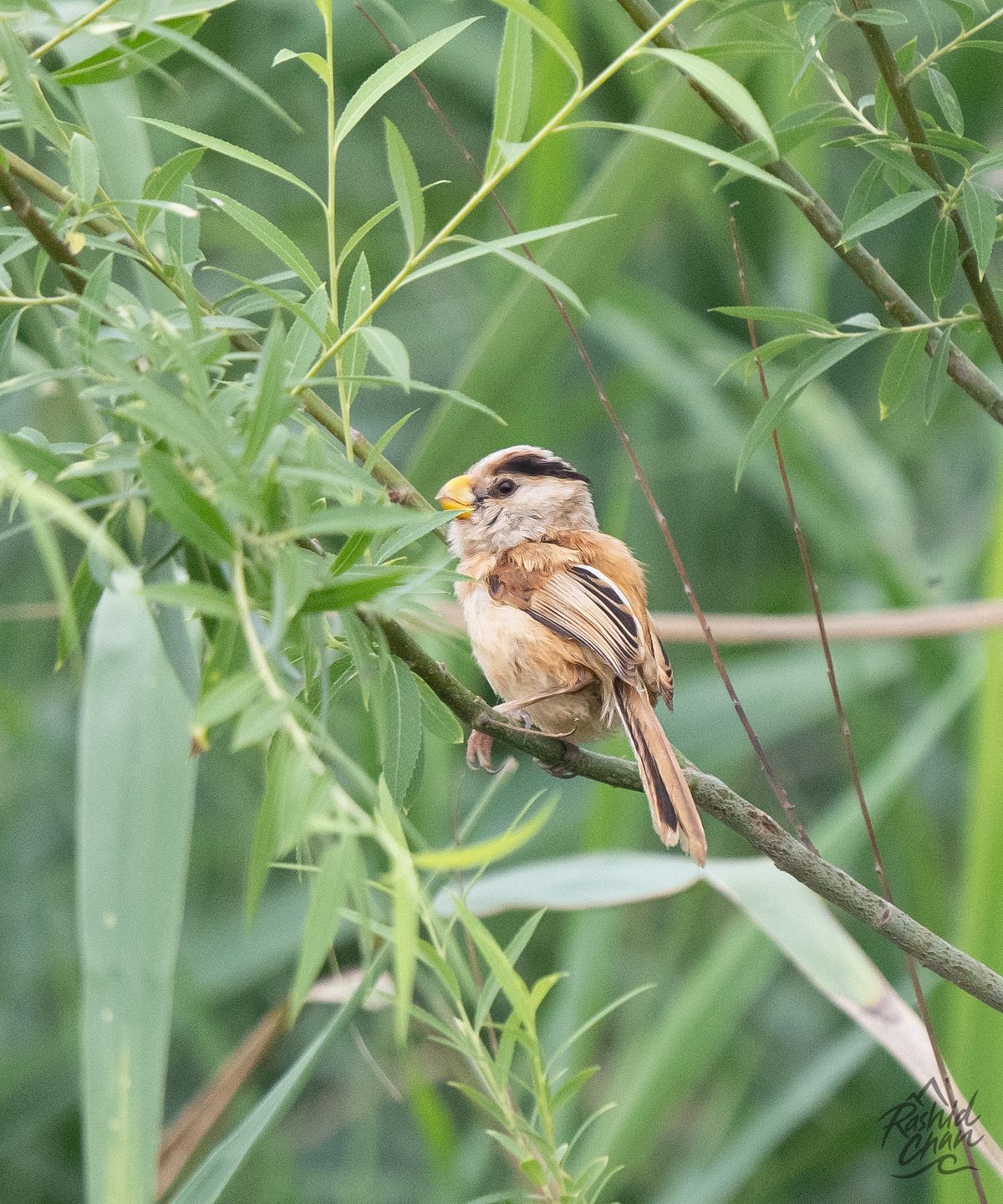 Reed Parrotbill (Paradoxornis heudei)