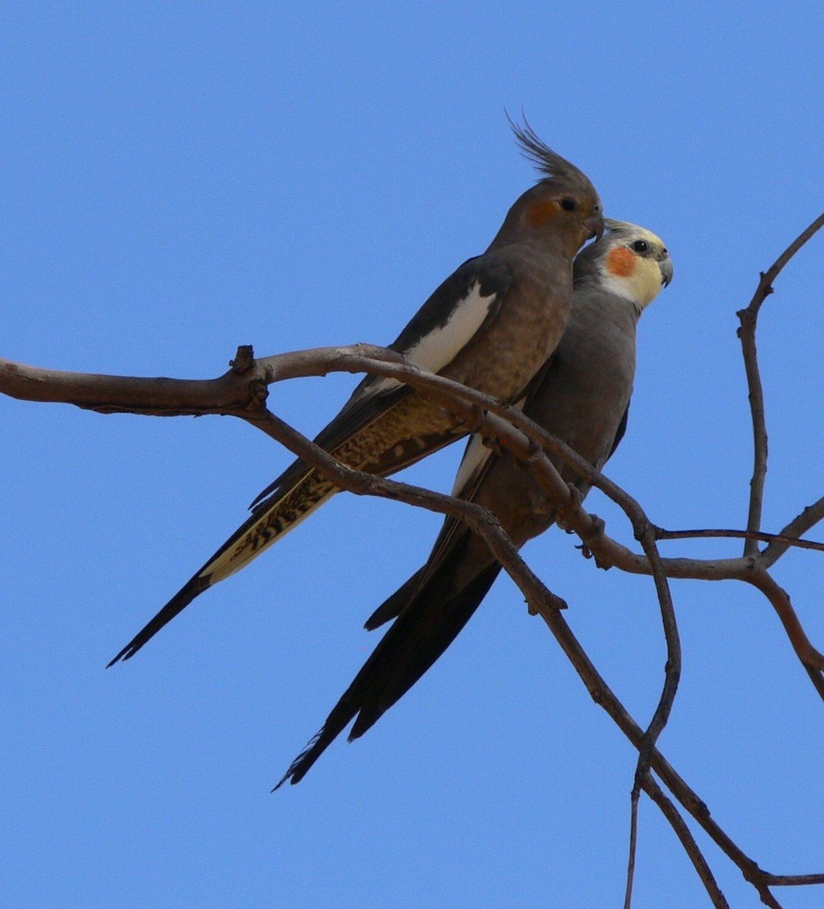 Cockatiel (Nymphicus hollandicus)