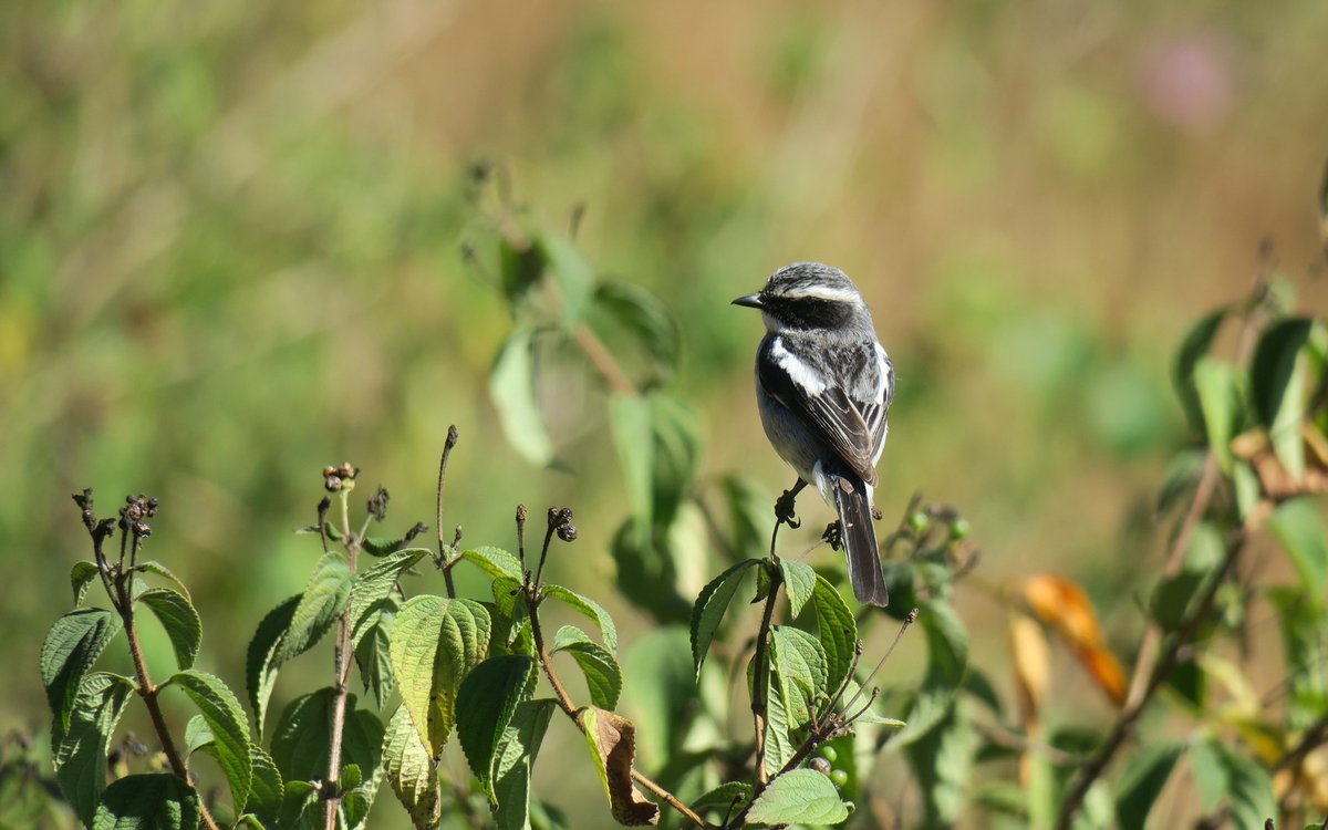 灰林䳭 (Saxicola ferreus)