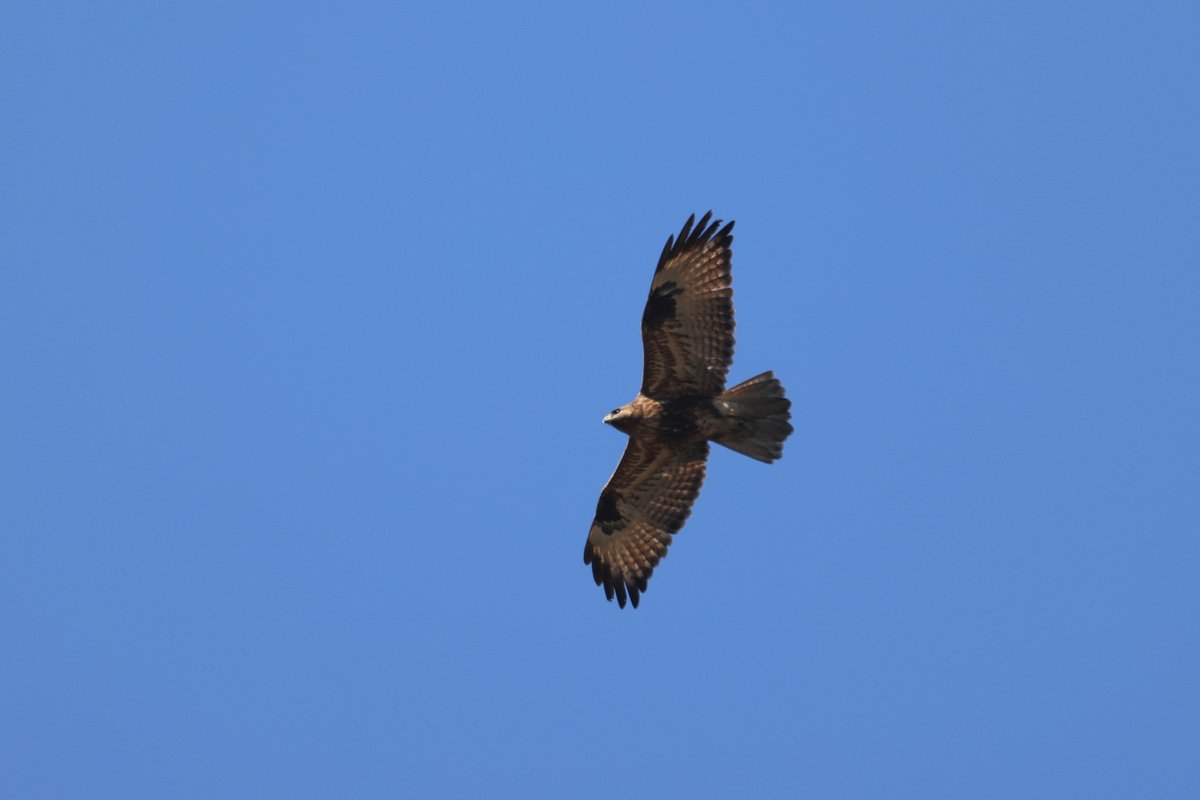 喜山鵟 (Buteo refectus)