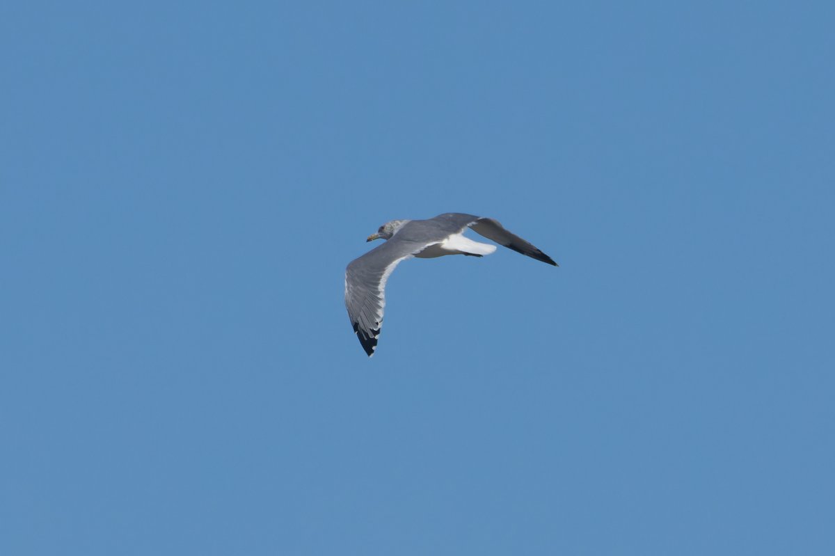 西伯利亚银鸥 (Larus vegae)