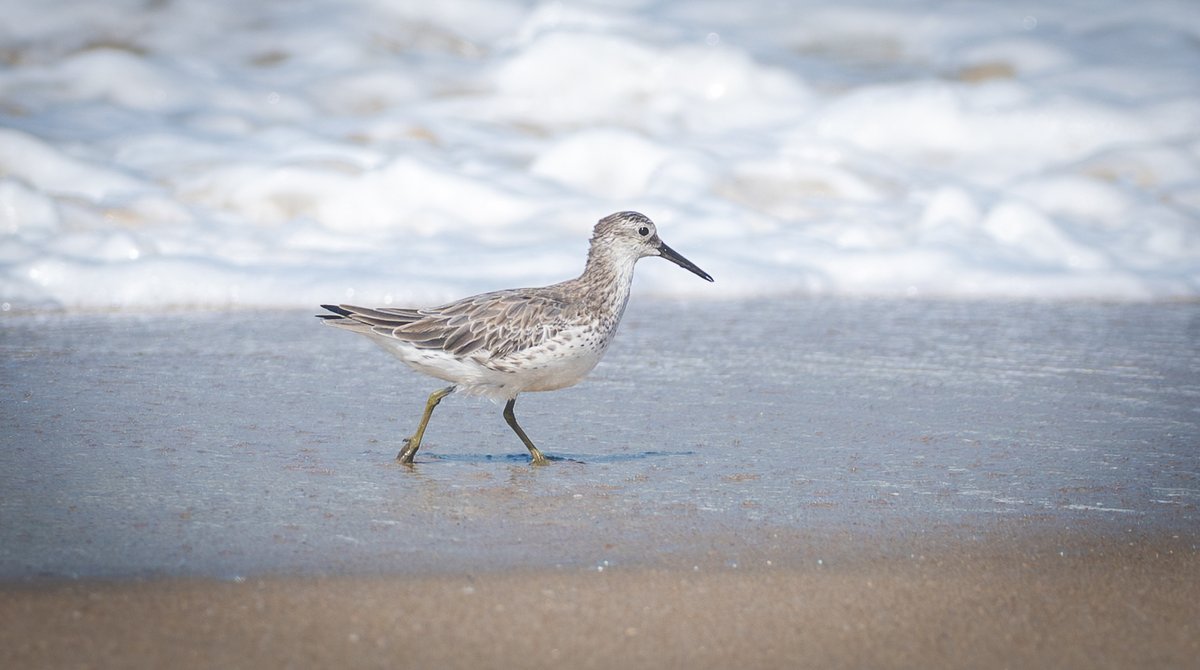 Great Knot (Calidris tenuirostris)