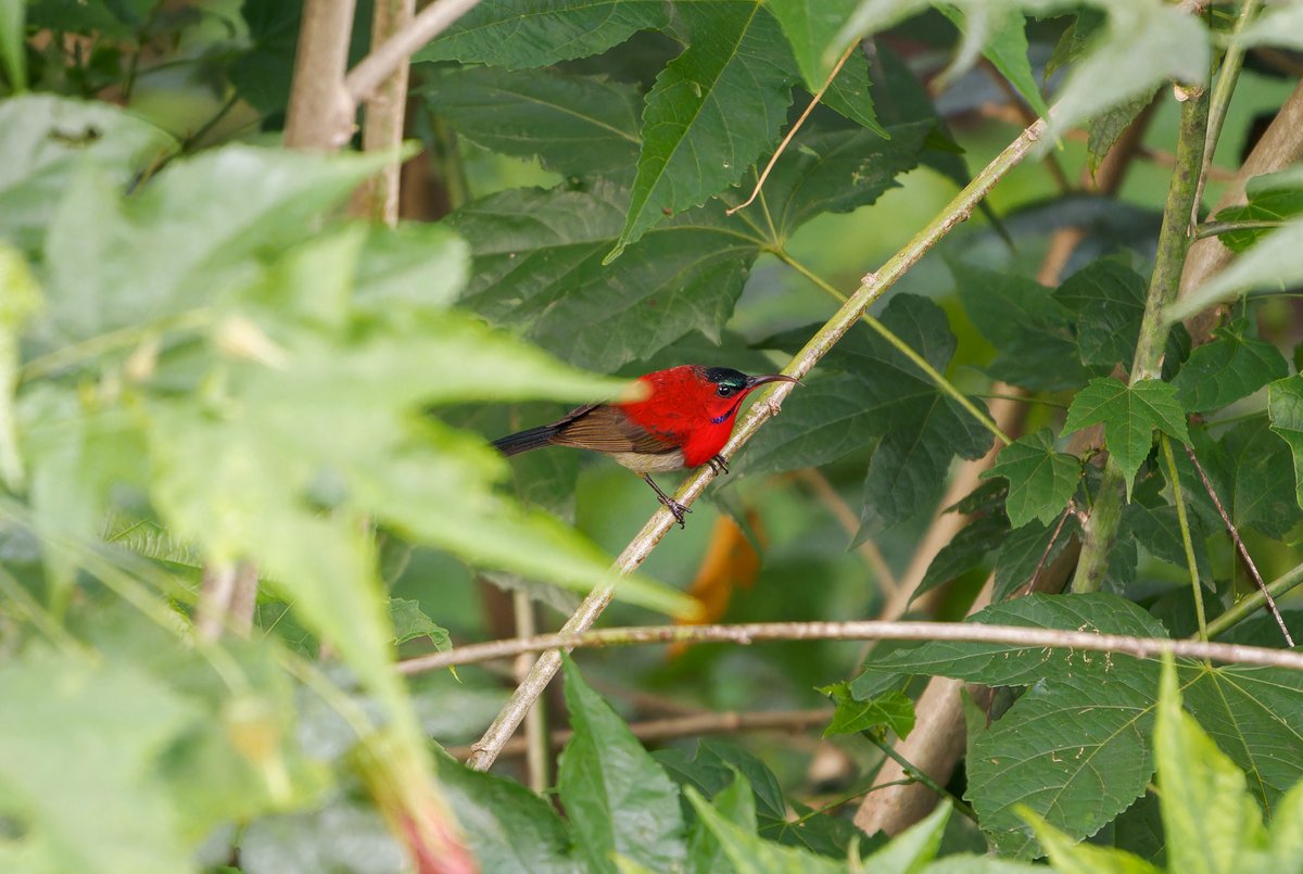 黄腰太阳鸟 (Aethopyga siparaja)