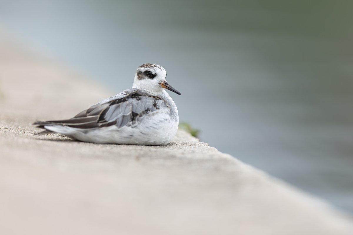 Red Phalarope (Phalaropus fulicarius)