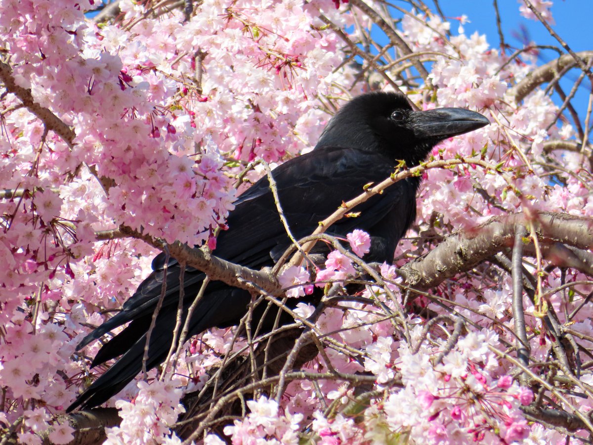 Large-billed Crow (Corvus macrorhynchos)