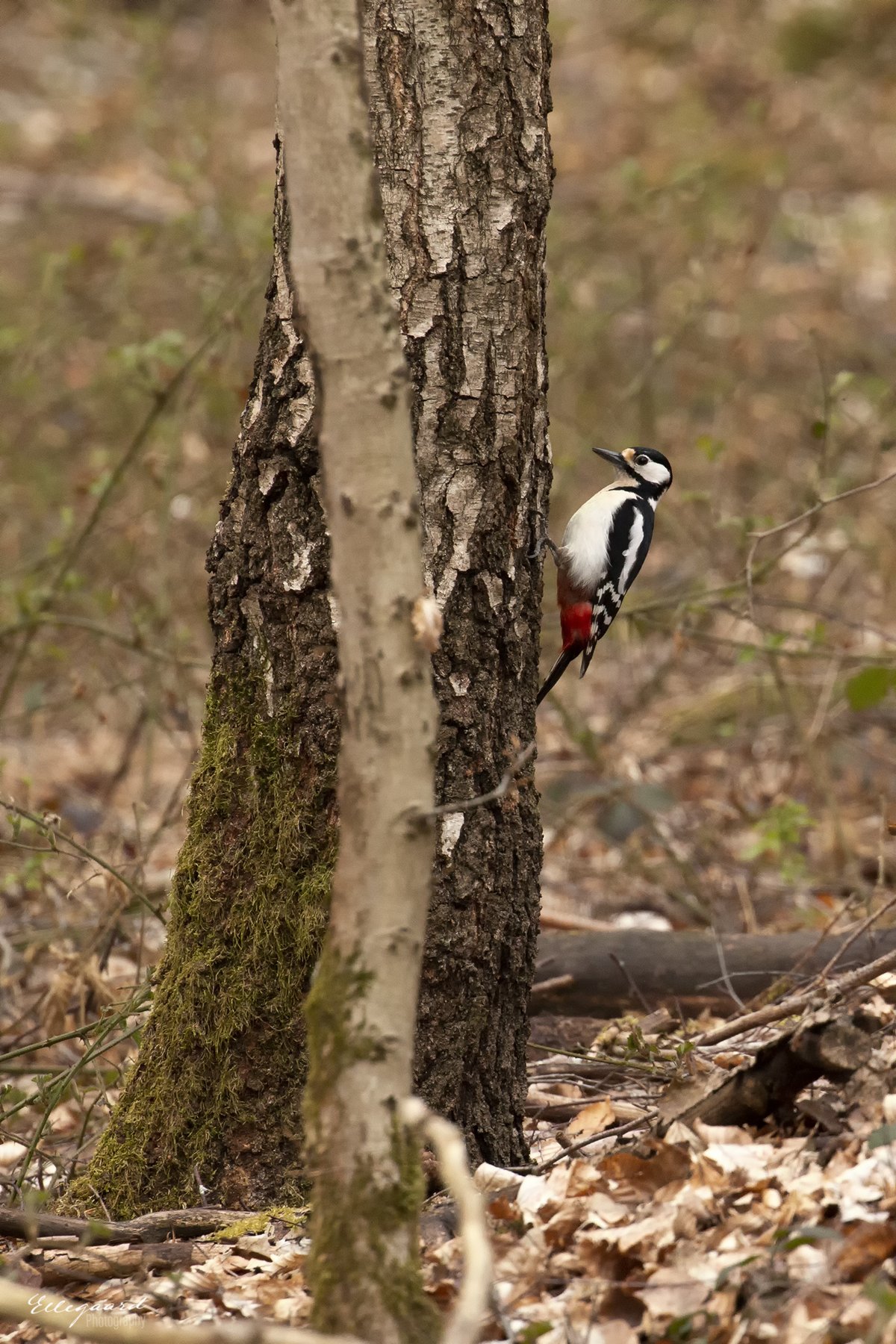 Great Spotted Woodpecker (Dendrocopos major)