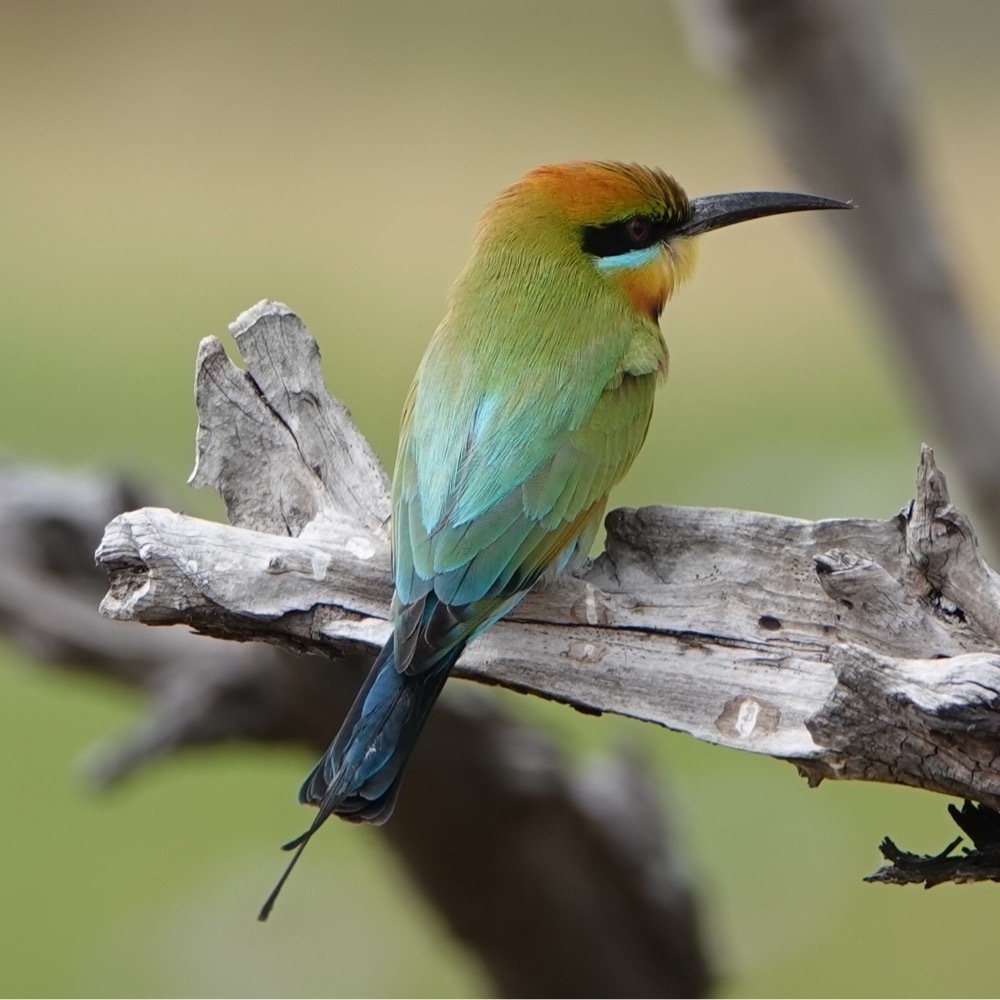彩虹蜂虎 (Merops ornatus)