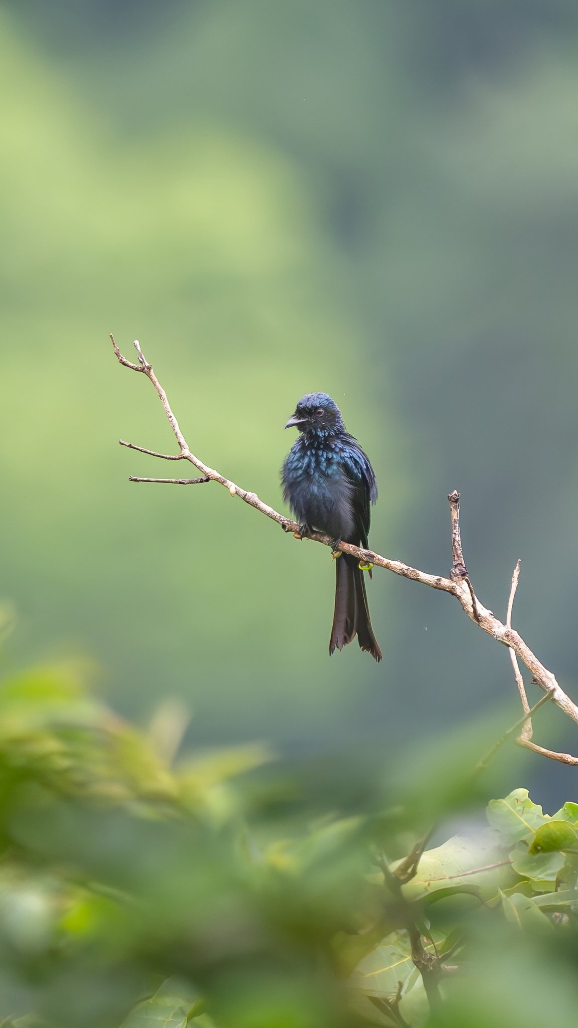 Bronzed Drongo (Dicrurus aeneus)
