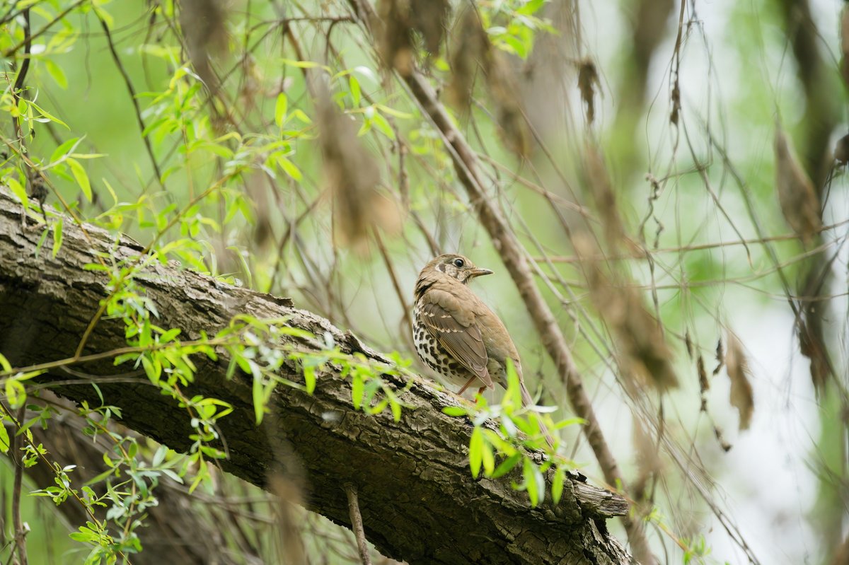 Chinese Thrush (Turdus mupinensis)