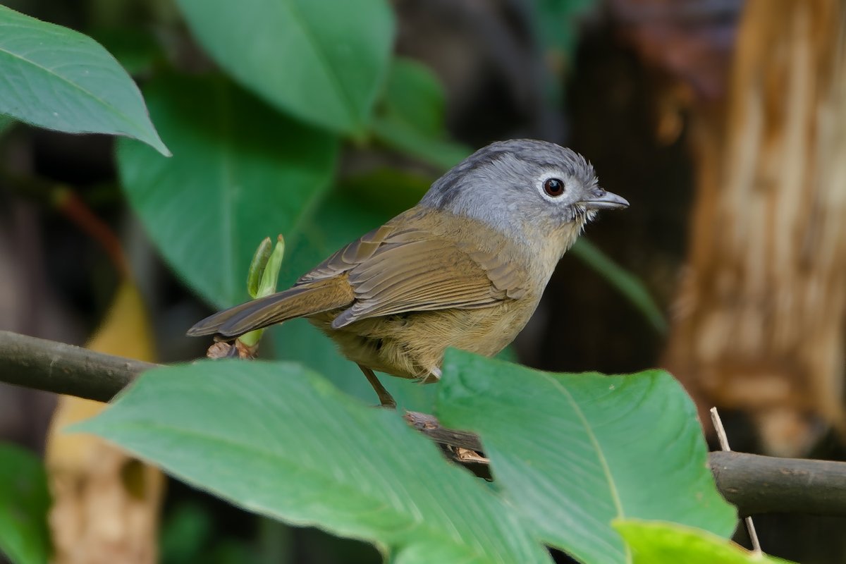 Yunnan Fulvetta (Alcippe fratercula)