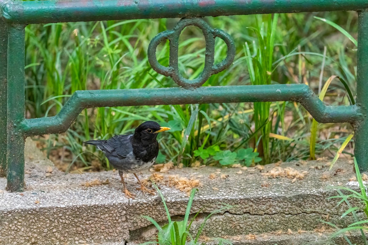 Japanese Thrush (Turdus cardis)