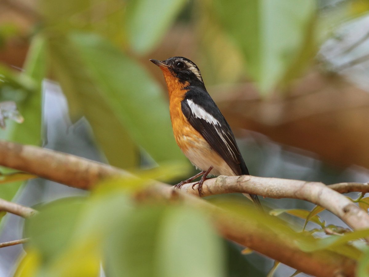 Mugimaki Flycatcher (Ficedula mugimaki)