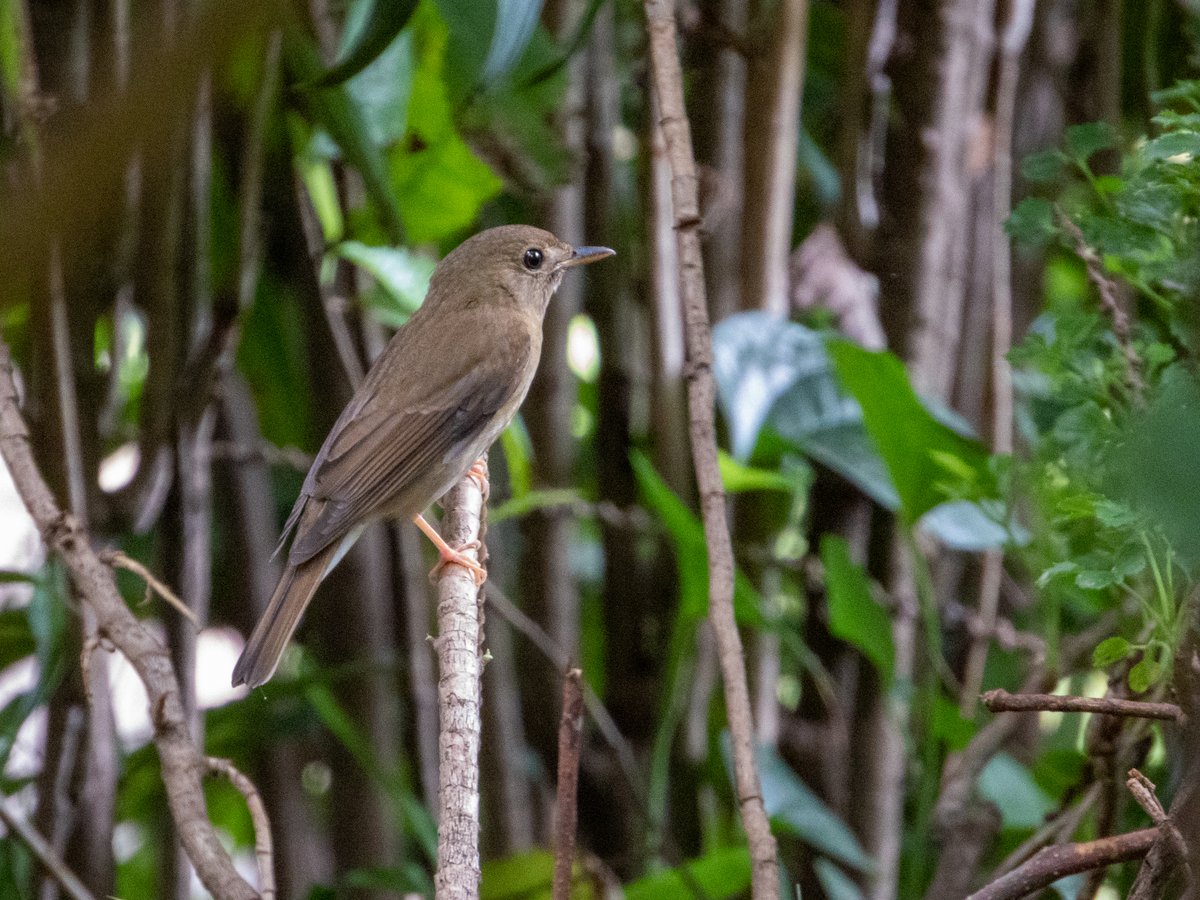Brown-chested Jungle Flycatcher (Cyornis brunneatus)