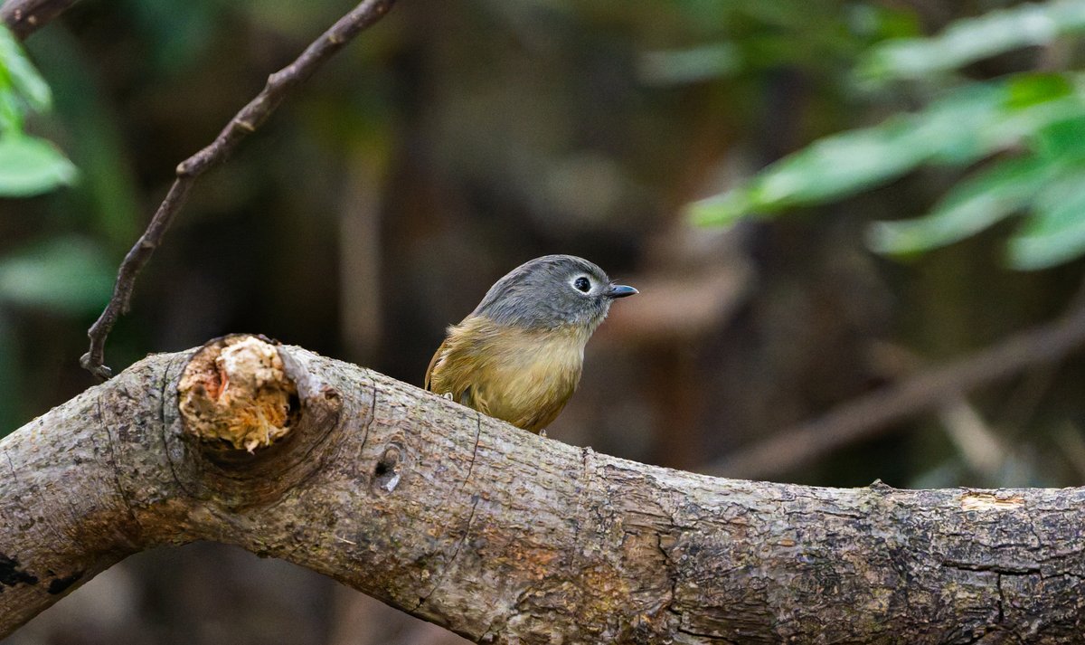 Huet's Fulvetta (Alcippe hueti)