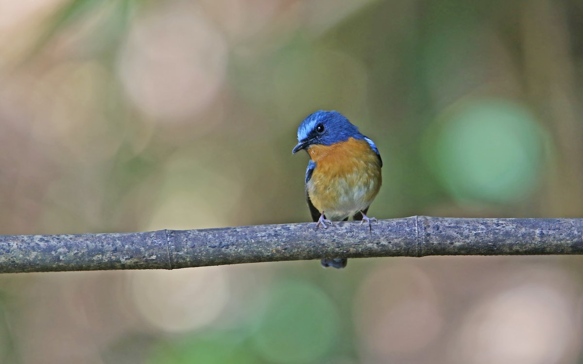 Hill Blue Flycatcher (Cyornis whitei)