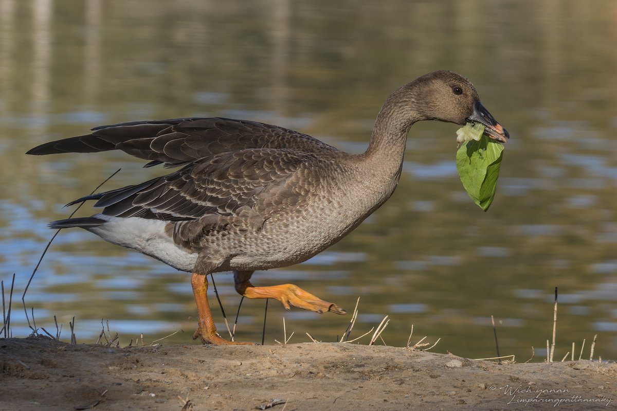 Tundra Bean Goose (Anser serrirostris)