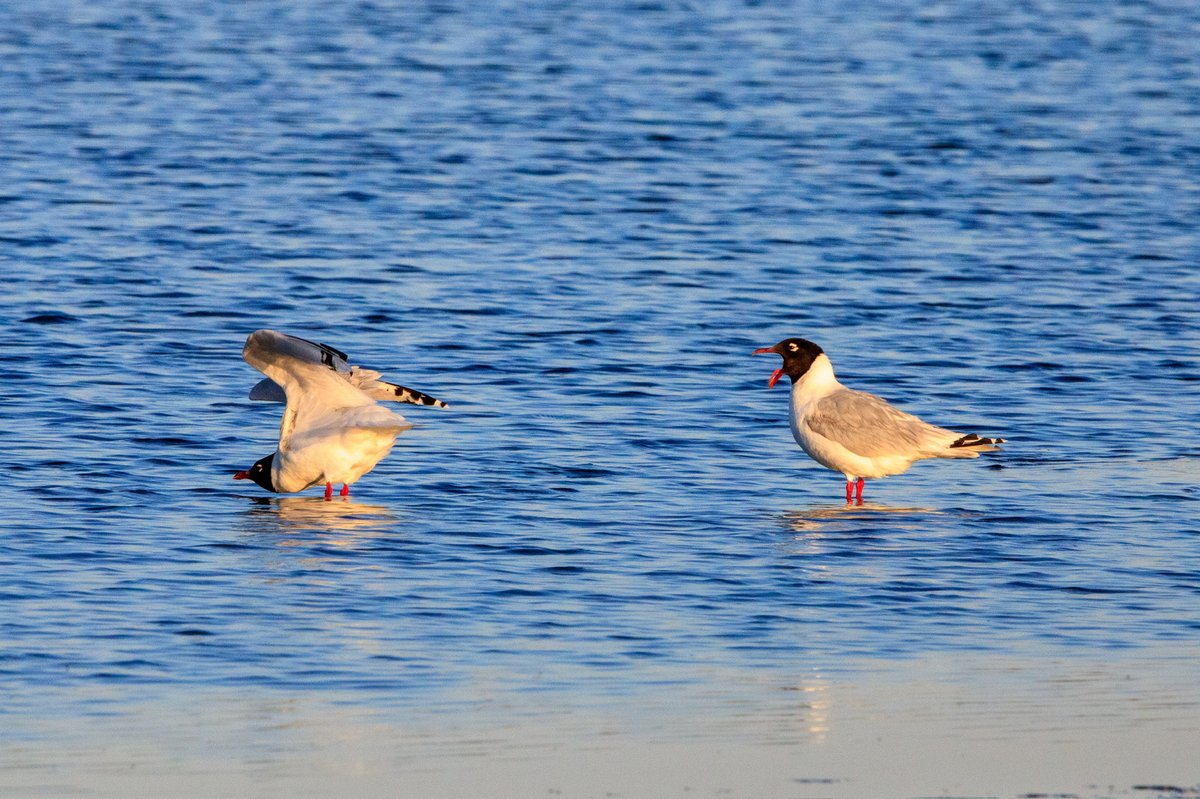遗鸥 (Ichthyaetus relictus)