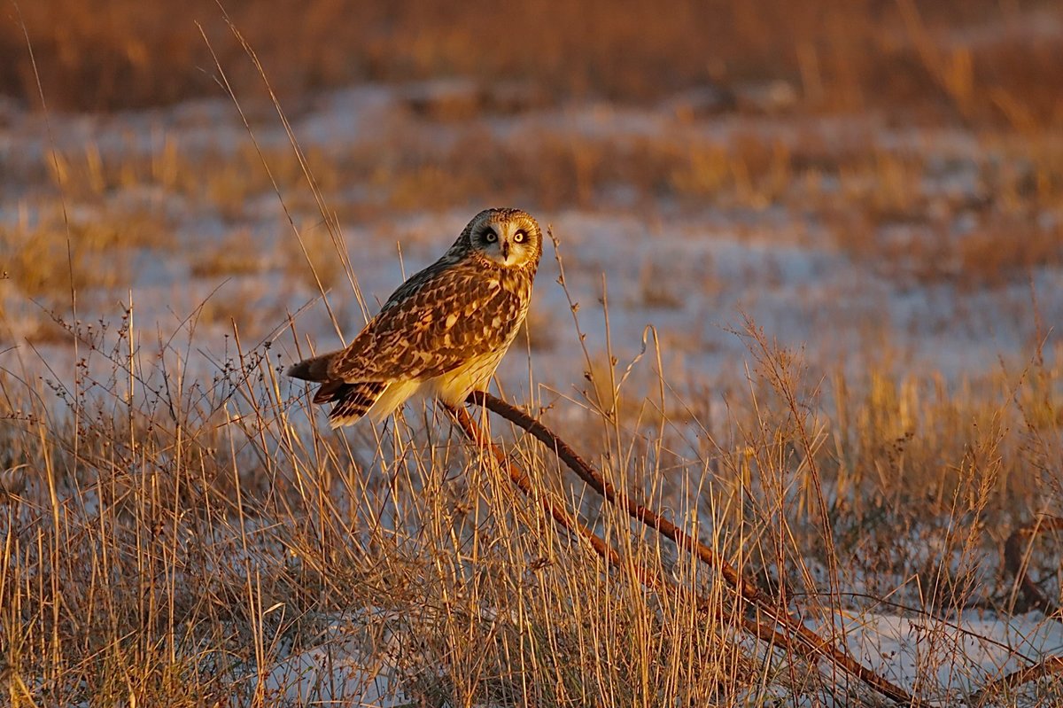 短耳鸮 (Asio flammeus)
