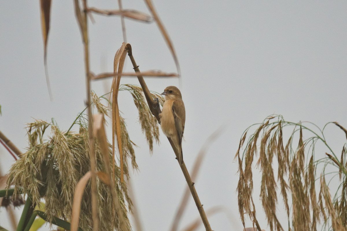 Chinese Penduline Tit (Remiz consobrinus)