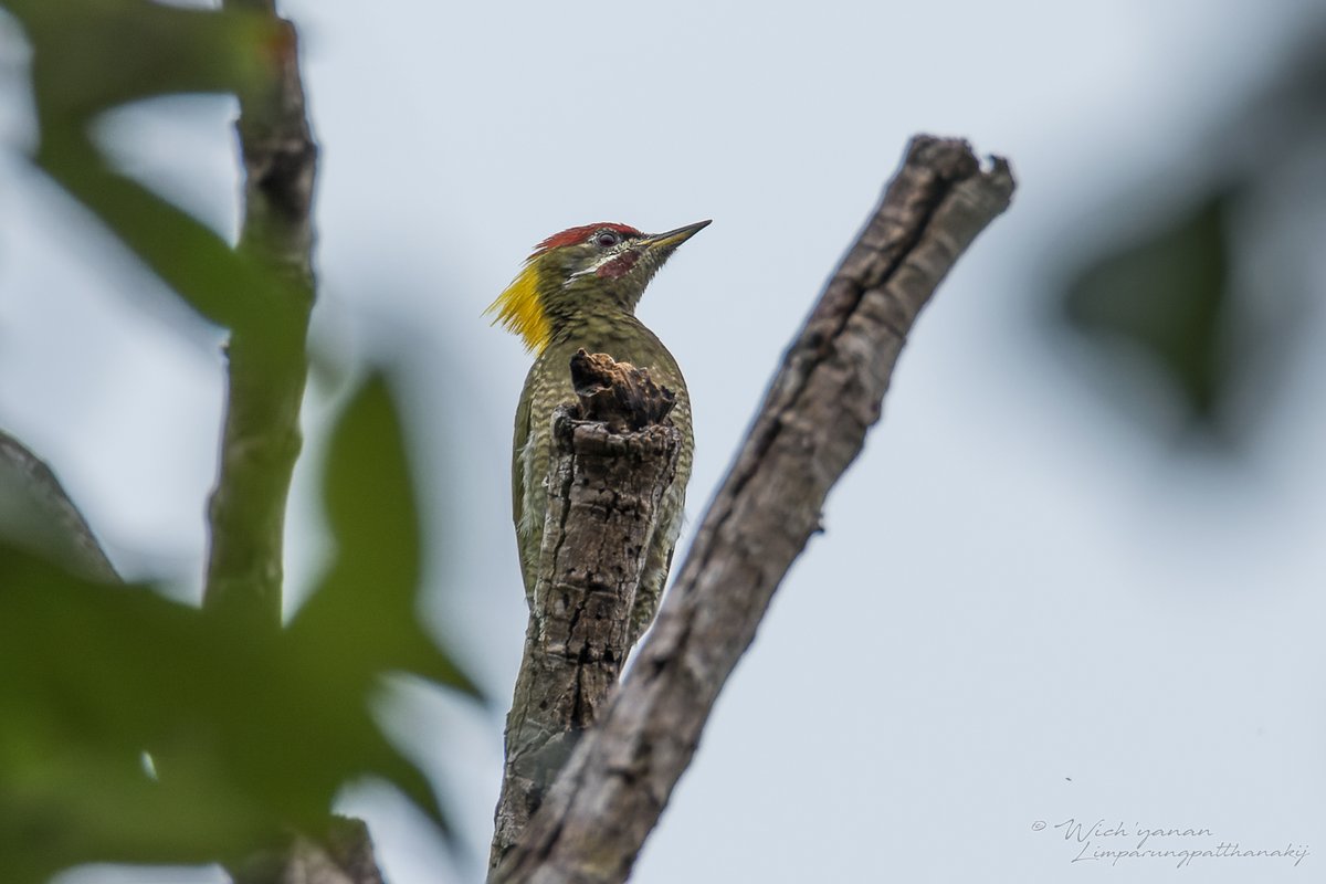 黄冠啄木鸟 (Picus chlorolophus)