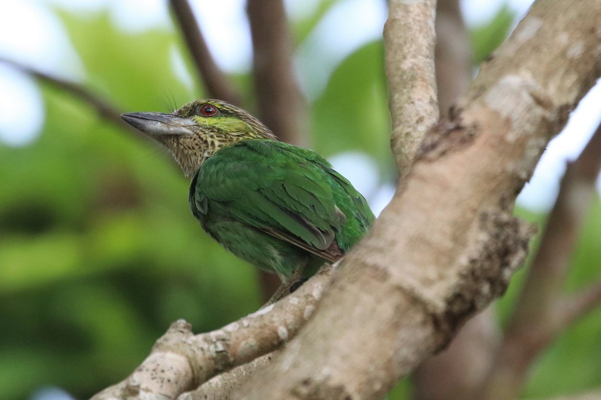 Green-eared Barbet (Psilopogon faiostrictus)