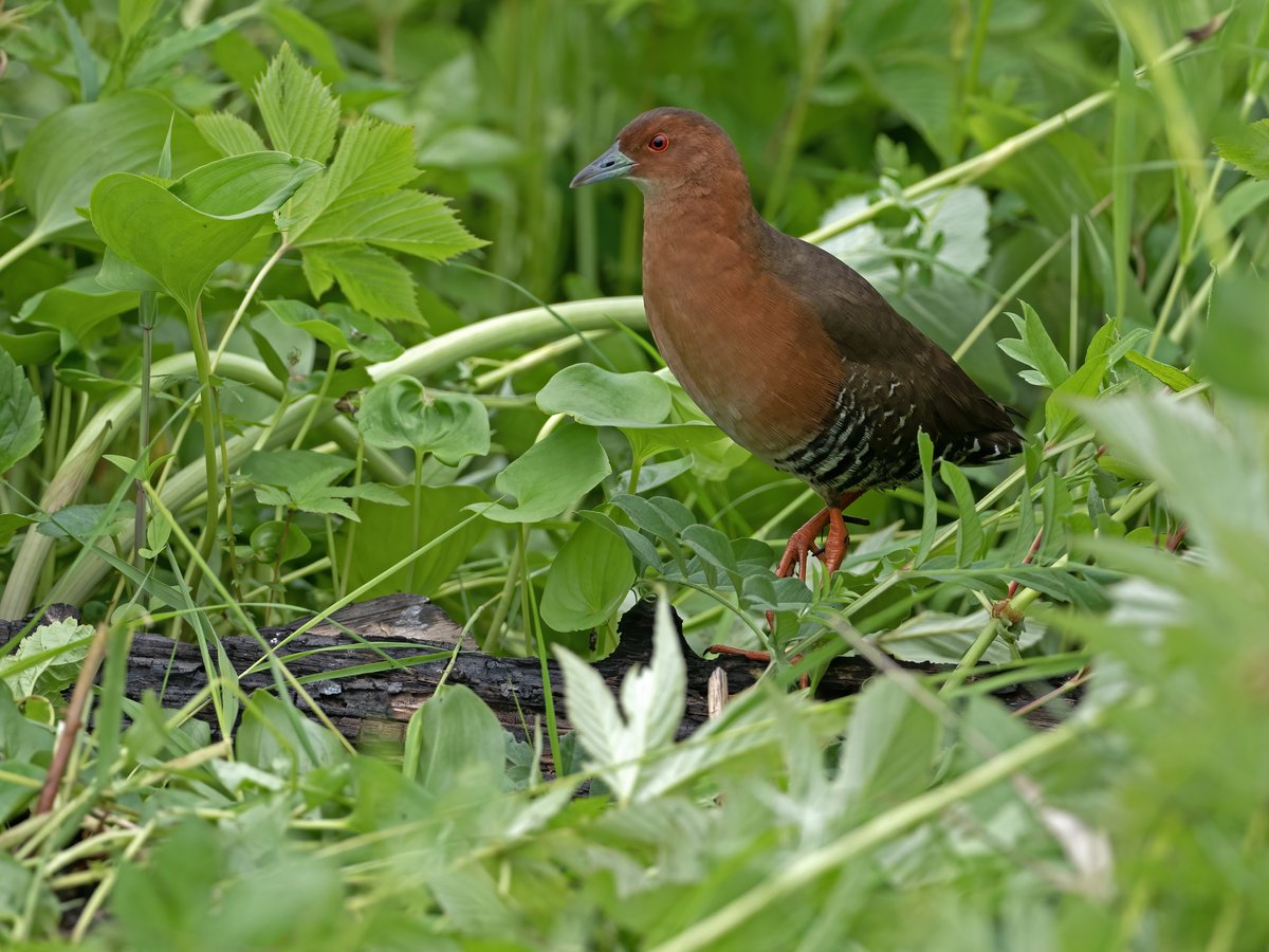 Band-bellied Crake (Zapornia paykullii)