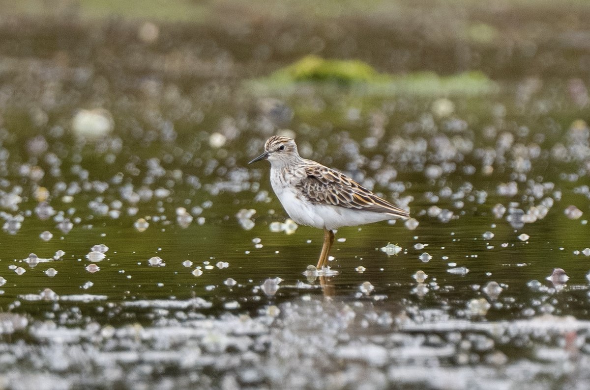 Long-toed Stint (Calidris subminuta)