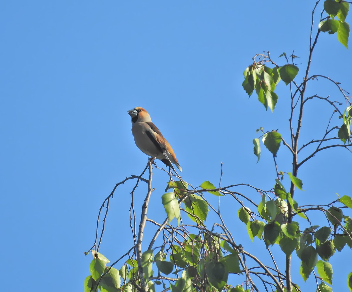 锡嘴雀 (Coccothraustes coccothraustes)