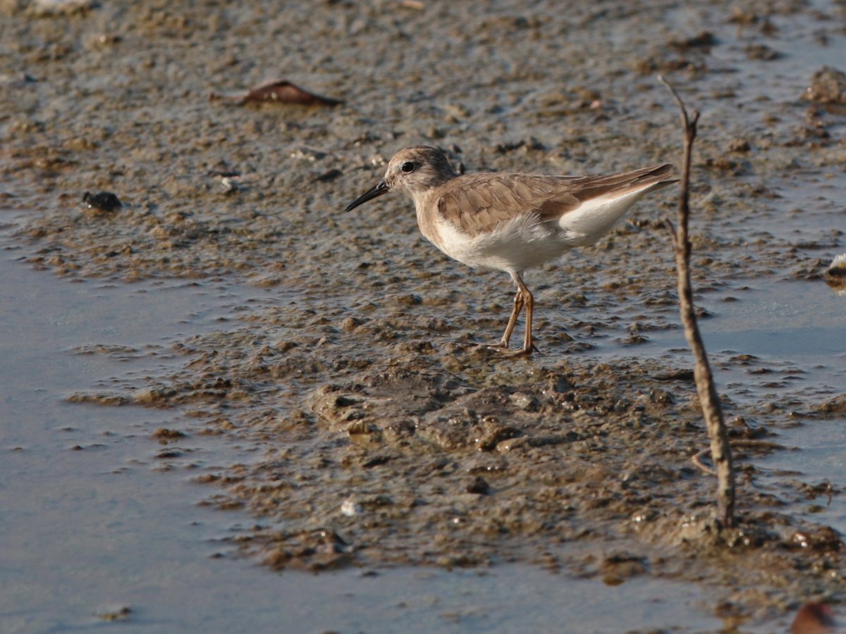 Temminck's Stint (Calidris temminckii)