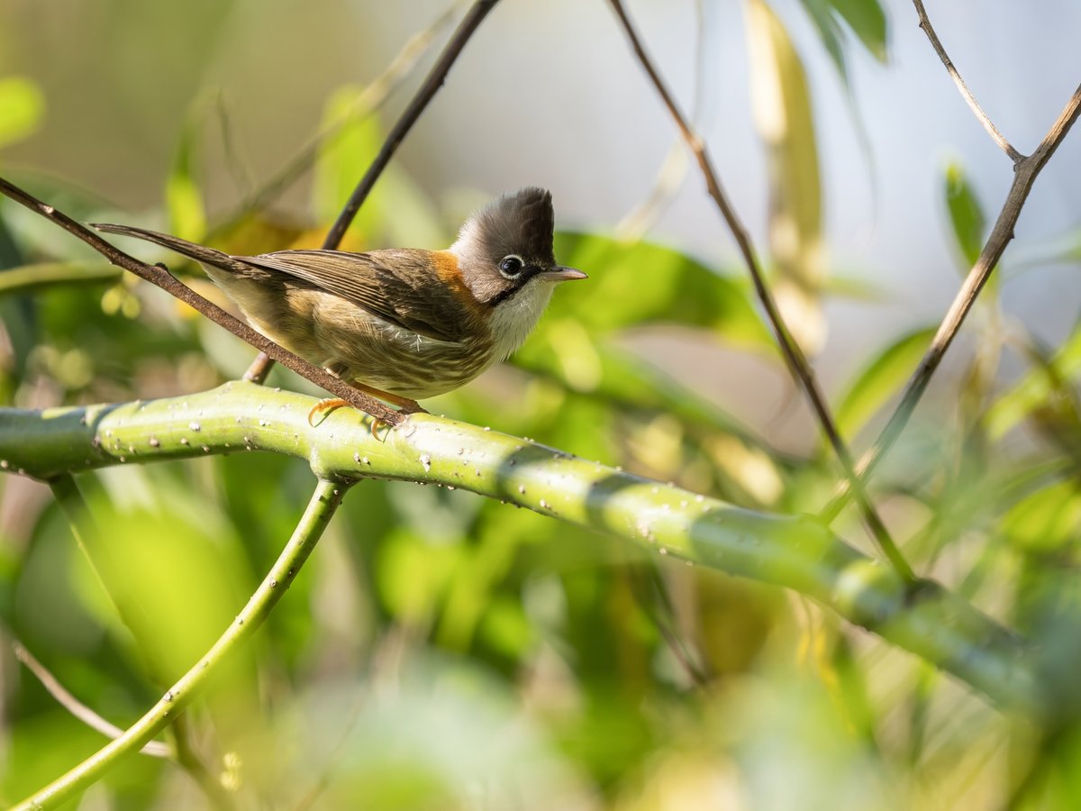 Whiskered Yuhina (Yuhina flavicollis)