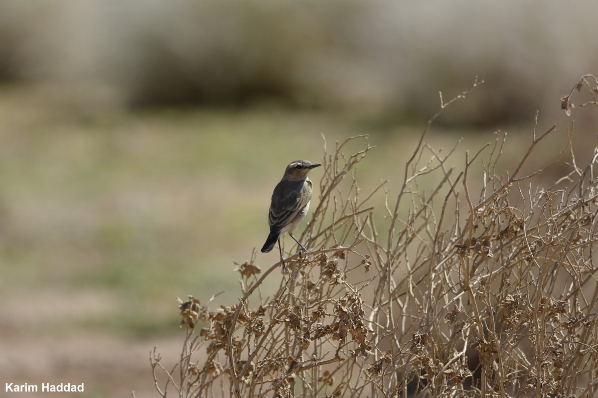 沙䳭 (Oenanthe isabellina)