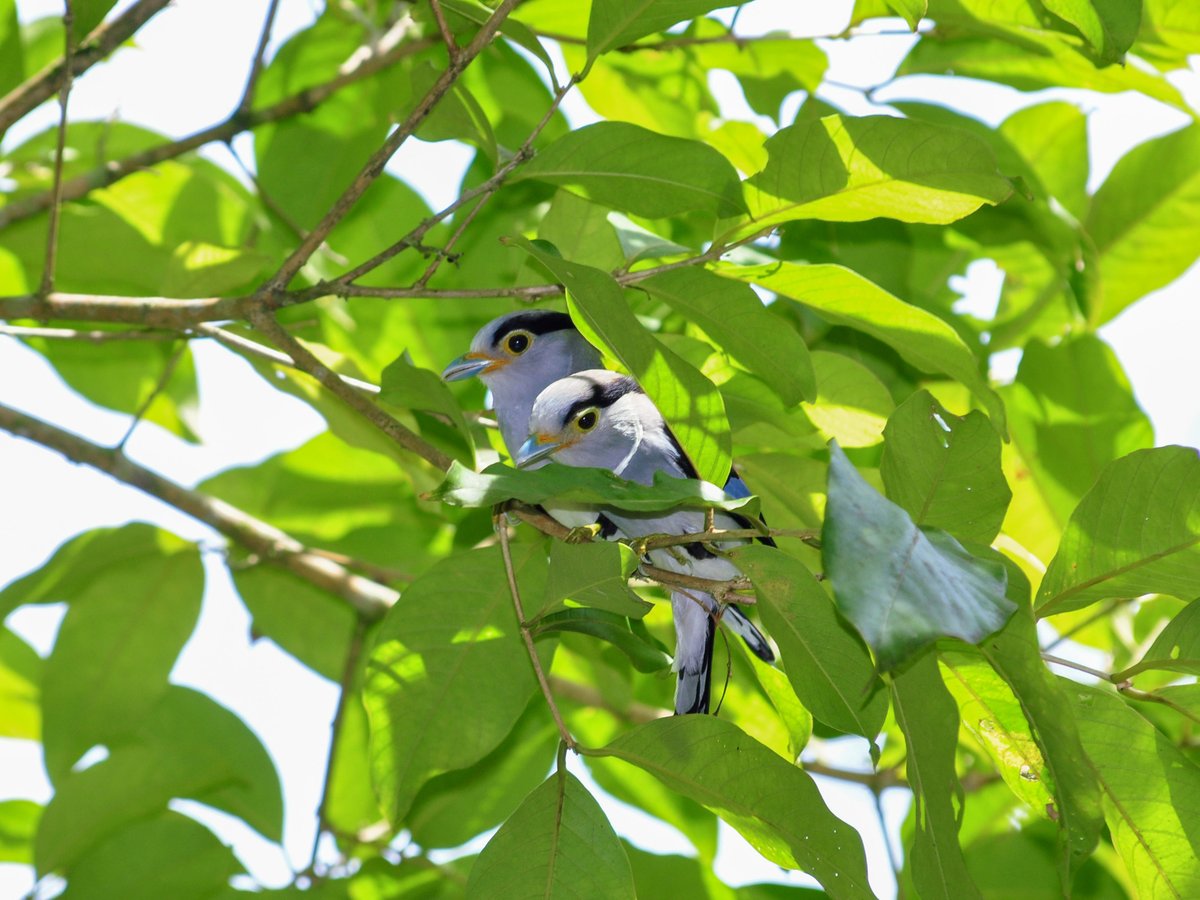 Silver-breasted Broadbill (Serilophus lunatus)