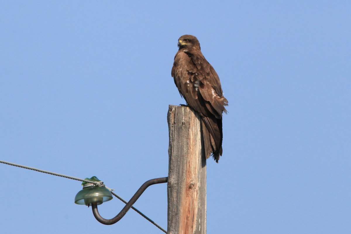 Black Kite (Milvus migrans)
