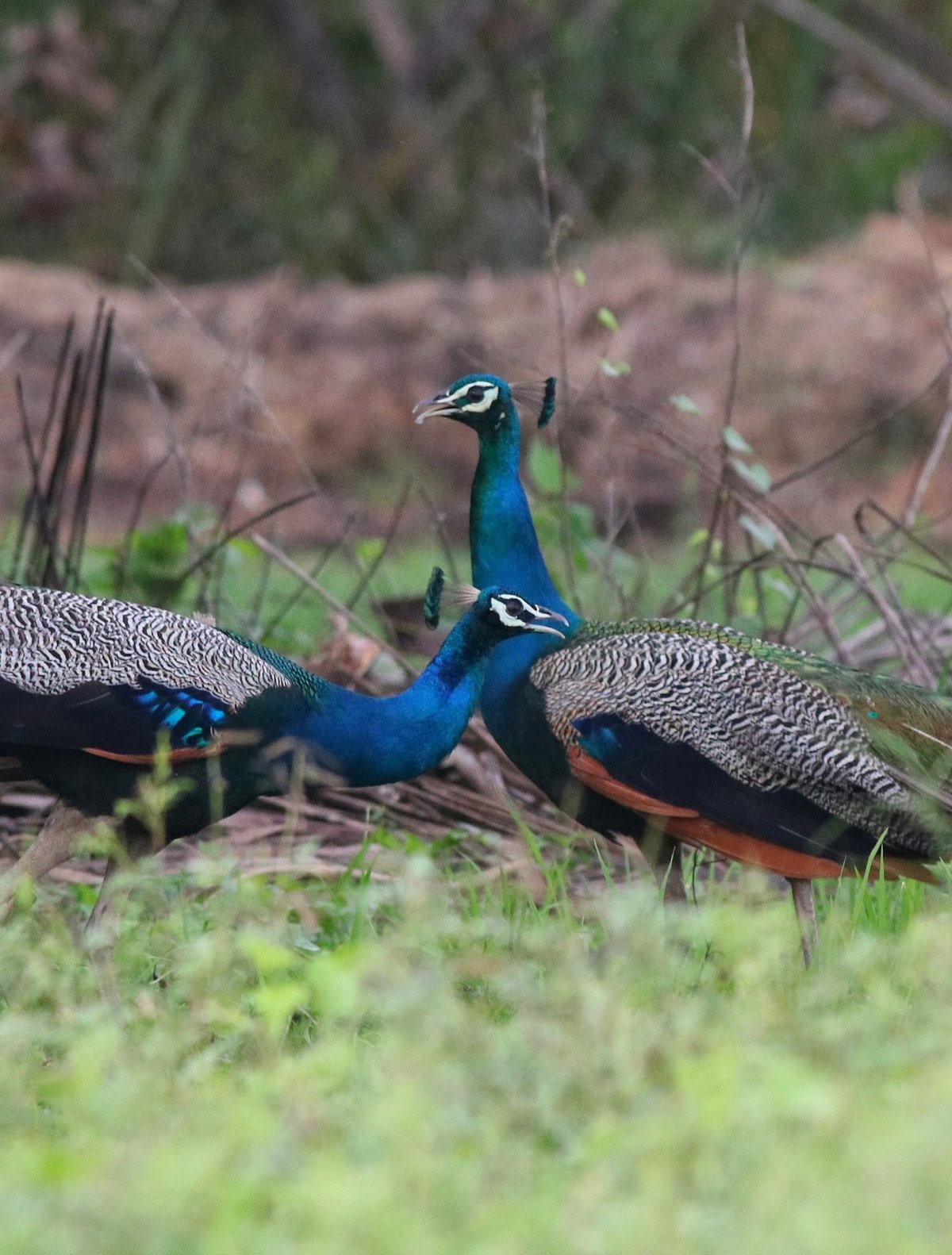蓝孔雀 (Pavo cristatus)