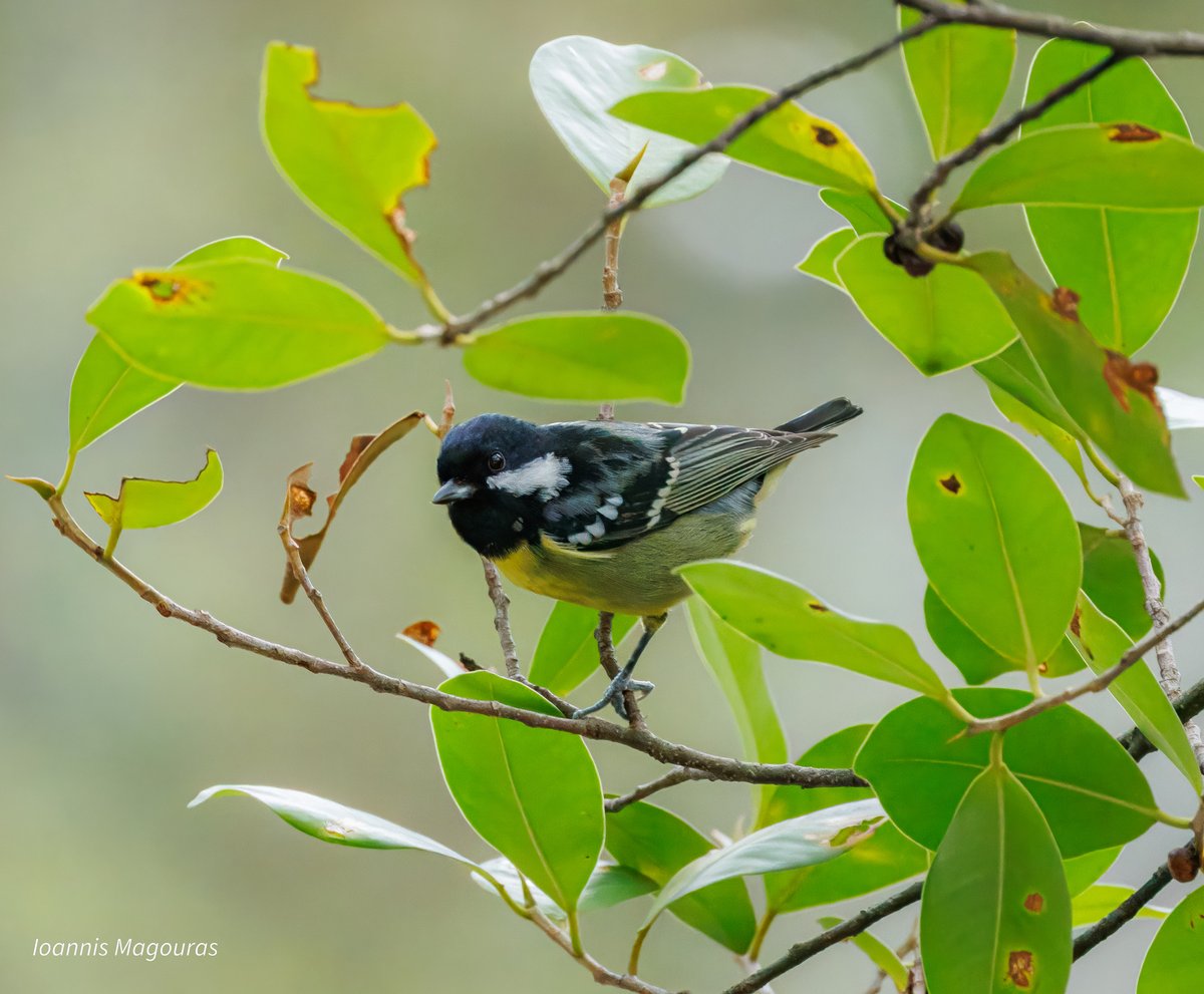 黄腹山雀 (Periparus venustulus)
