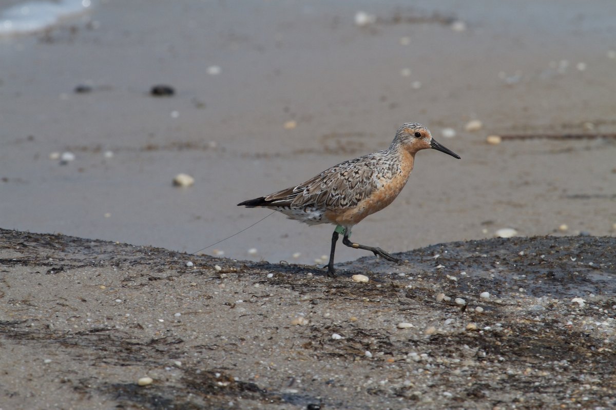 Red Knot (Calidris canutus)