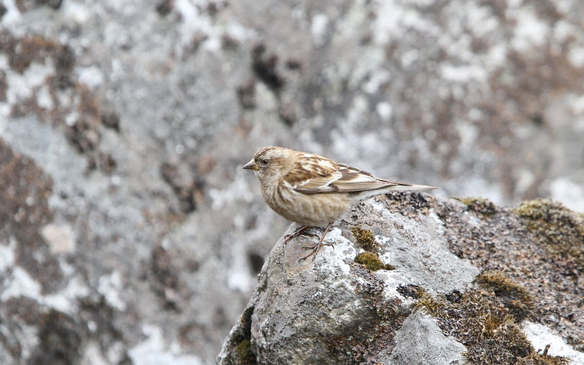 林岭雀 (Leucosticte nemoricola)