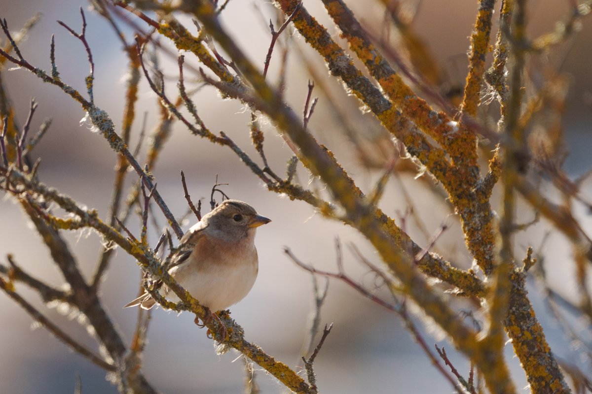 Brambling (Fringilla montifringilla)
