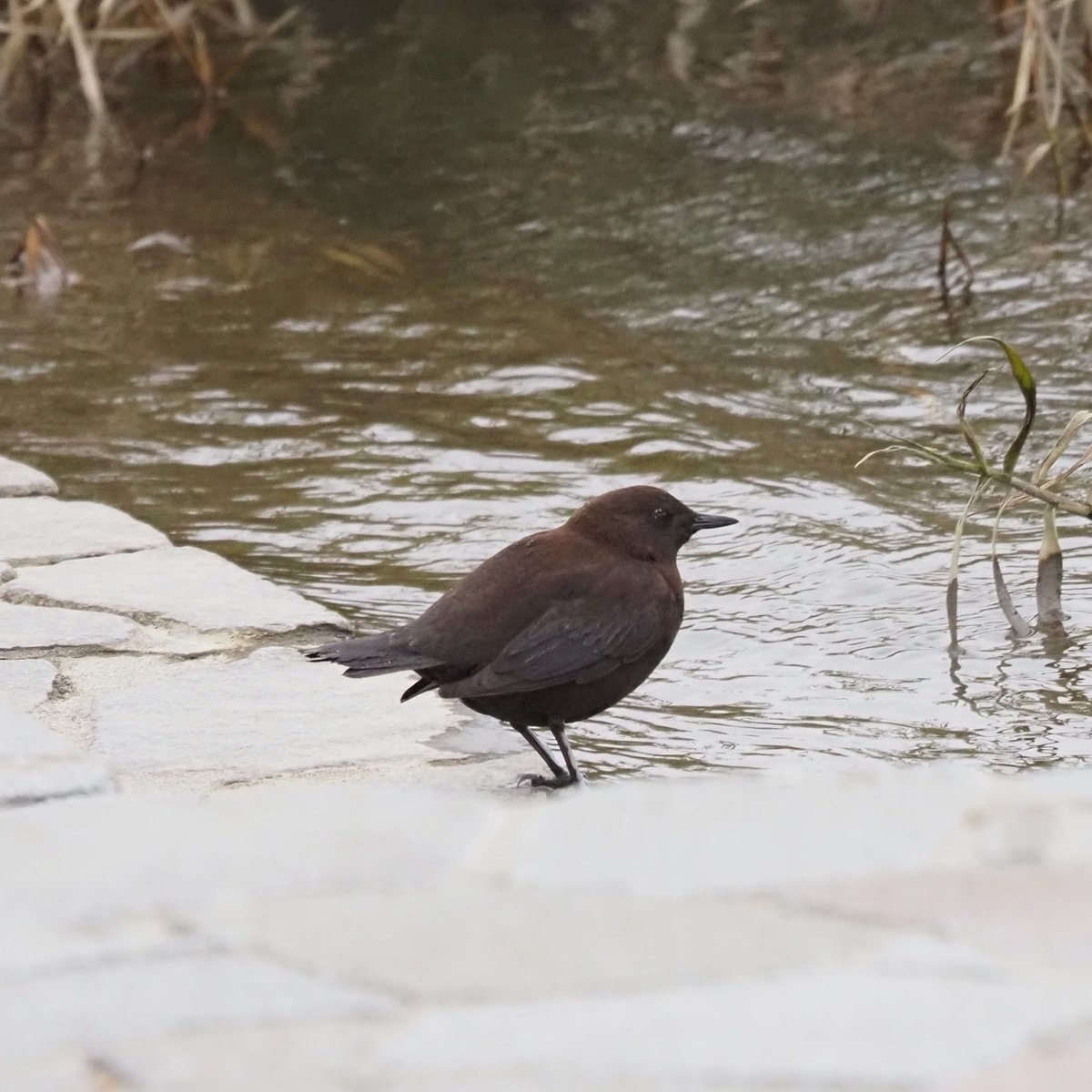 Brown Dipper (Cinclus pallasii)