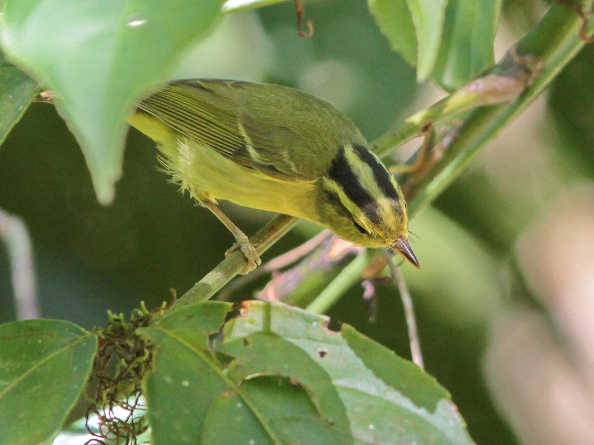 黑眉柳莺 (Phylloscopus ricketti)