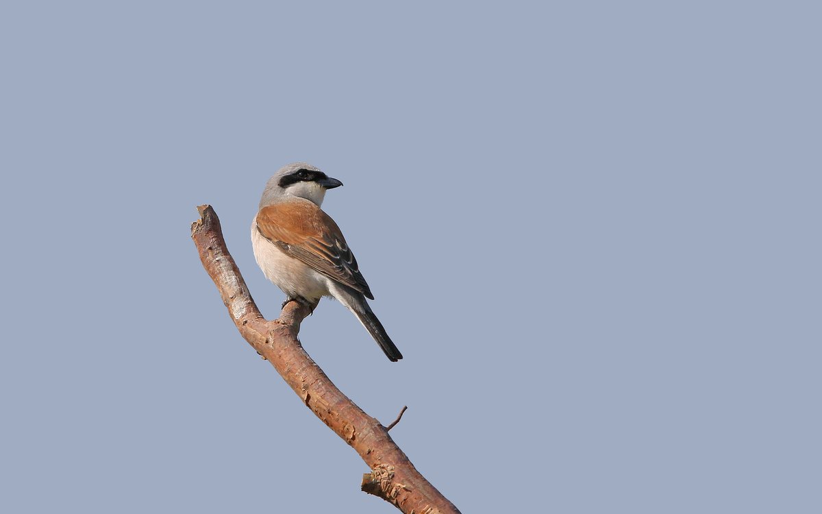 Red-backed Shrike (Lanius collurio)