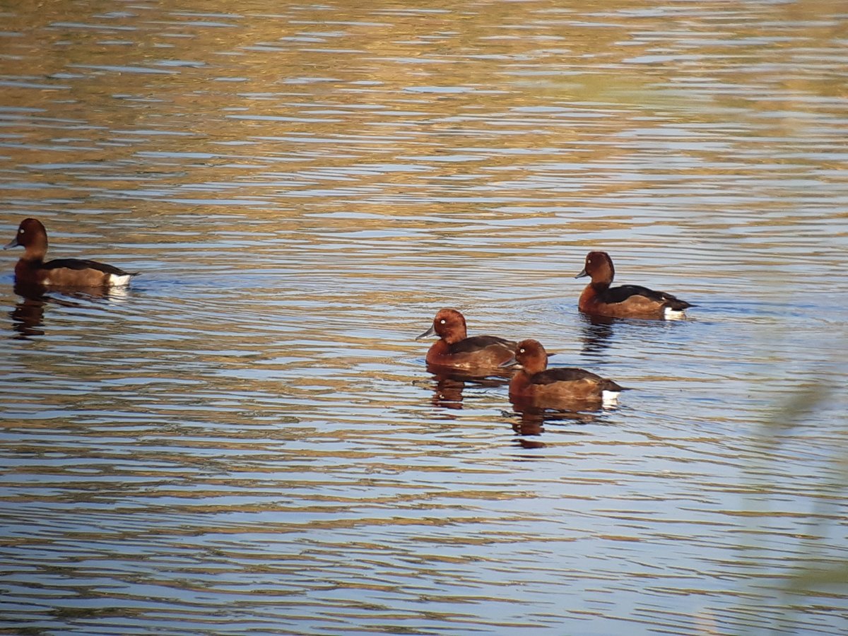 Ferruginous Duck (Aythya nyroca)