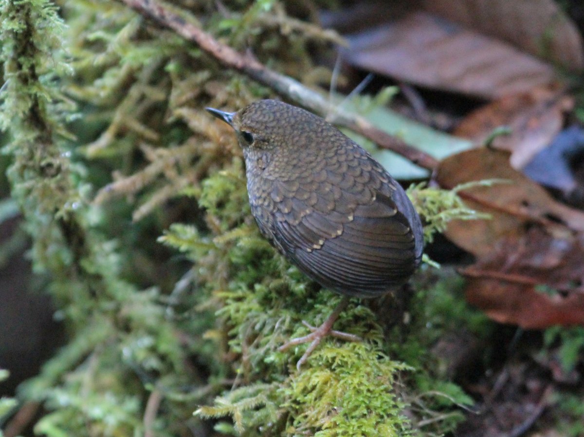 小鳞胸鹪鹛 (Pnoepyga pusilla)