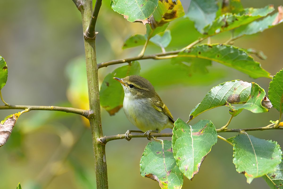 Two-barred Warbler (Phylloscopus plumbeitarsus)