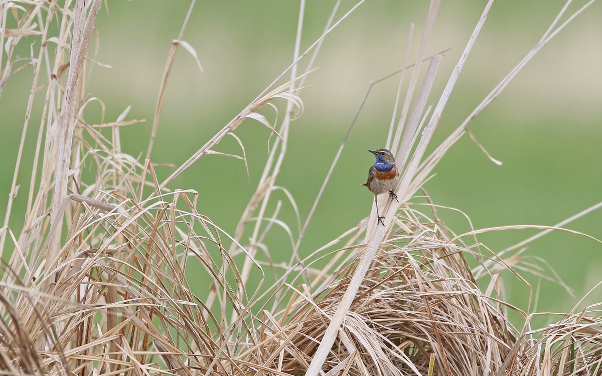 蓝喉歌鸲 (Luscinia svecica)
