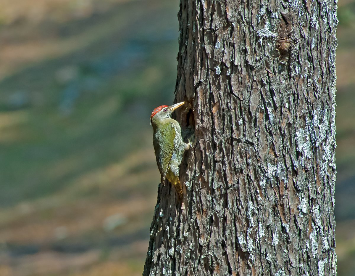 鳞腹绿啄木鸟 (Picus squamatus)