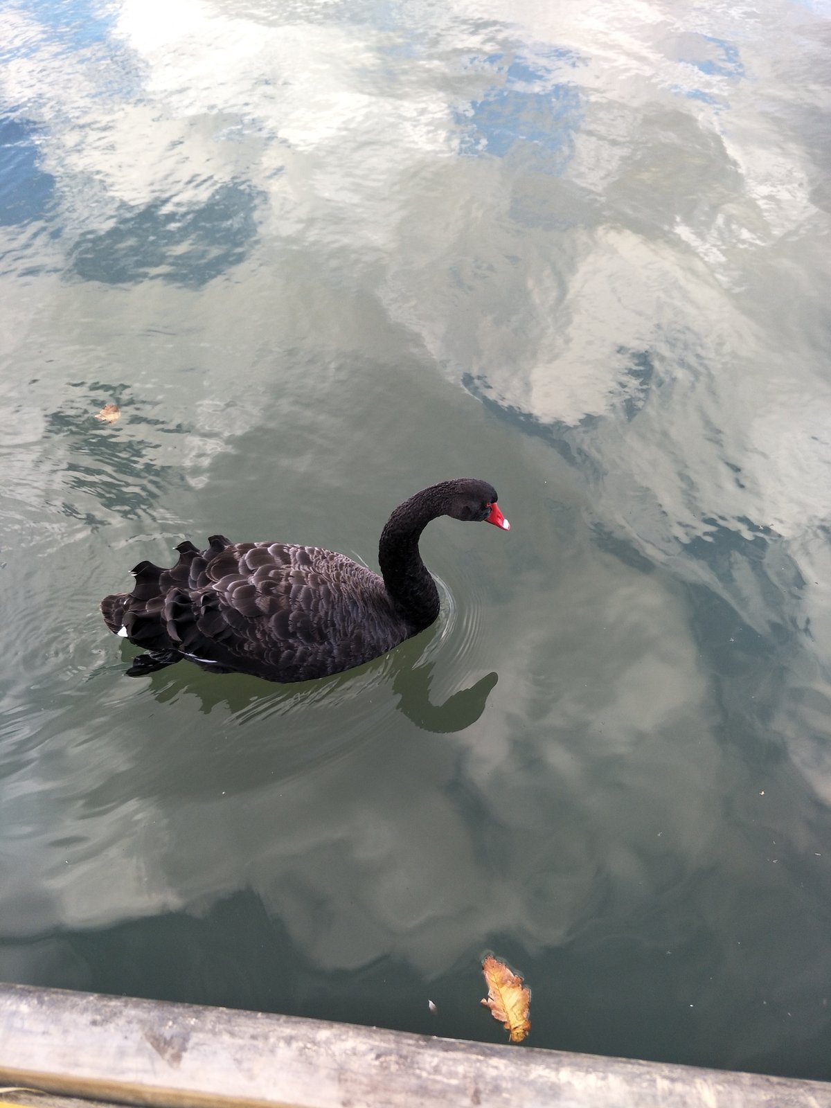 黑天鹅 (Cygnus atratus)