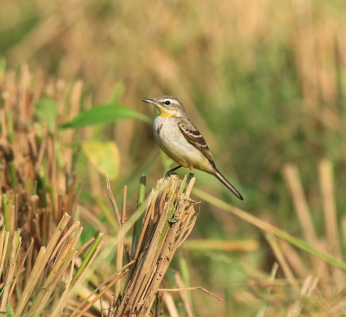Eastern Yellow Wagtail (Motacilla tschutschensis)