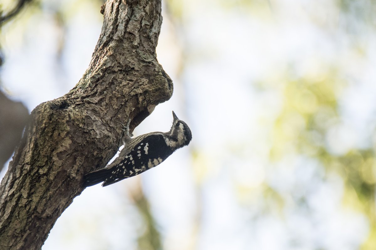 Grey-capped Pygmy Woodpecker (Yungipicus canicapillus)